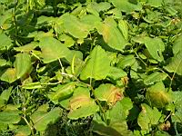 Renouee du Japon - Fallopia japonica (prise a Caluire)(3)